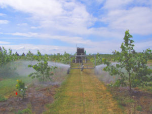Watering of poplar trees