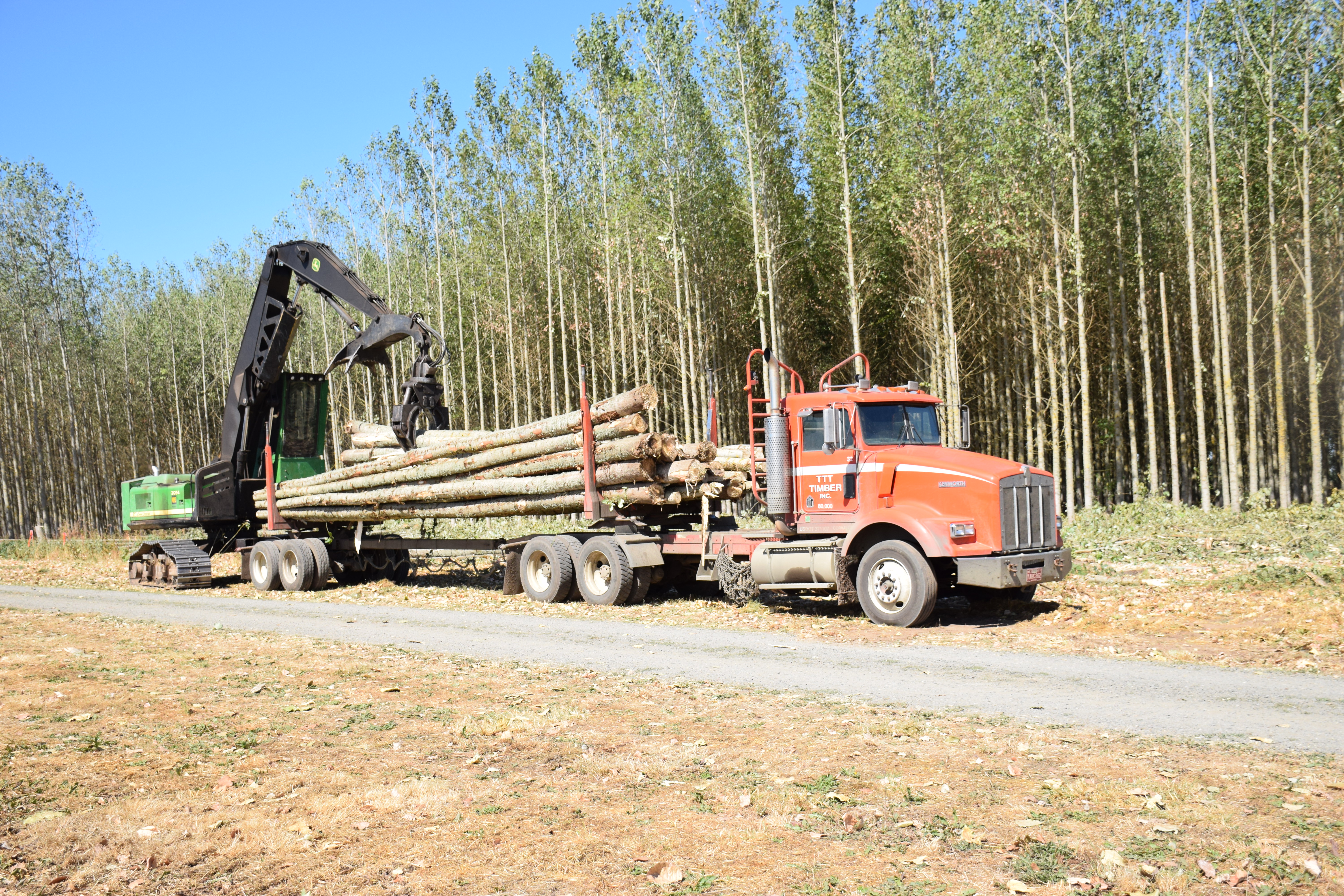 Log Truck with harvested poplar trees