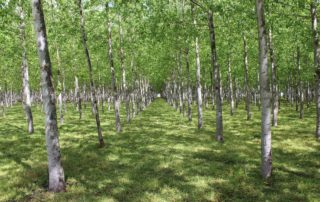 Rows of Poplar Trees